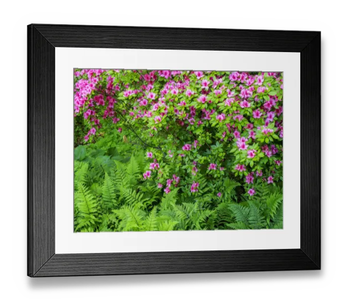 Framed Print : USA, Delaware. Azalea shrub with ferns below in a garden Framed Print : USA, Delaware. Azalea shrub with ferns below in a garden