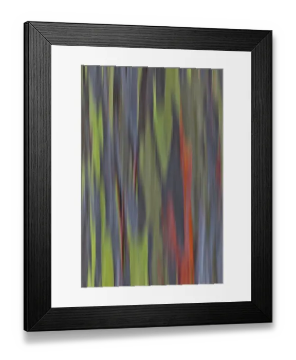 Framed Print : McBryde Tropical Garden, Kauai, Hawaii. Bark of the rainbow eucalyptus tree