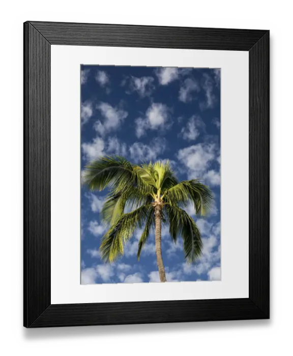 Framed Print : Maui, Hawaii. Palm trees with white clouds and blue sky