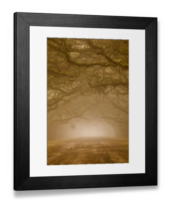 Framed Print : USA, Georgia, Savannah. Wormsloe Plantation Drive in the early morning fog