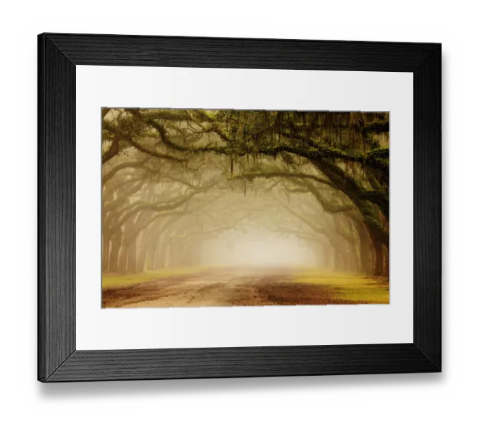 Framed Print : USA, Georgia, Savannah. Wormsloe Plantation Drive in the early morning fog Framed Print : USA, Georgia, Savannah. Wormsloe Plantation Drive in the early morning fog