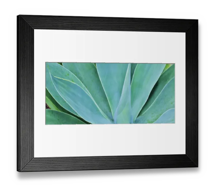 Framed Print : Kauai, Hawaii. Panorama of agave