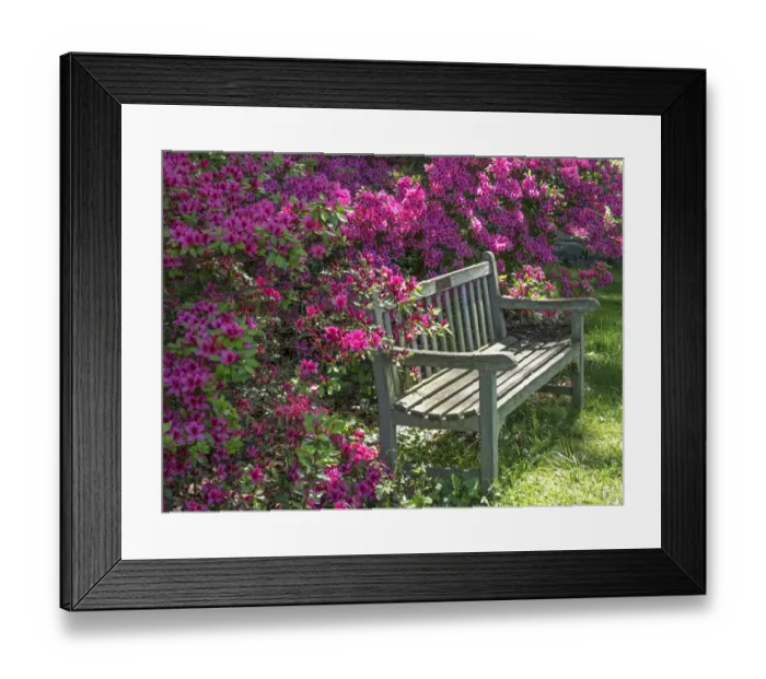 Framed Print : USA, Delaware. A dedication bench surrounded by pink azaleas in a garden
