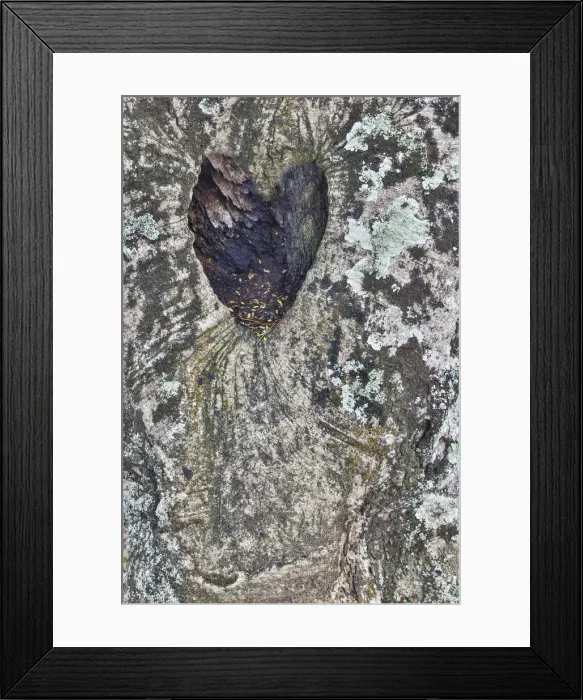 Framed Print : Kauai, Hawaii. tree trunk with heart shape in the bark