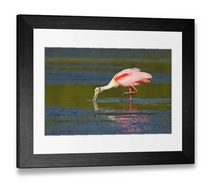 Framed Print : Little Estero Lagoon in Fort Myers Beach, Florida, USA Framed Print : Little Estero Lagoon in Fort Myers Beach, Florida, USA