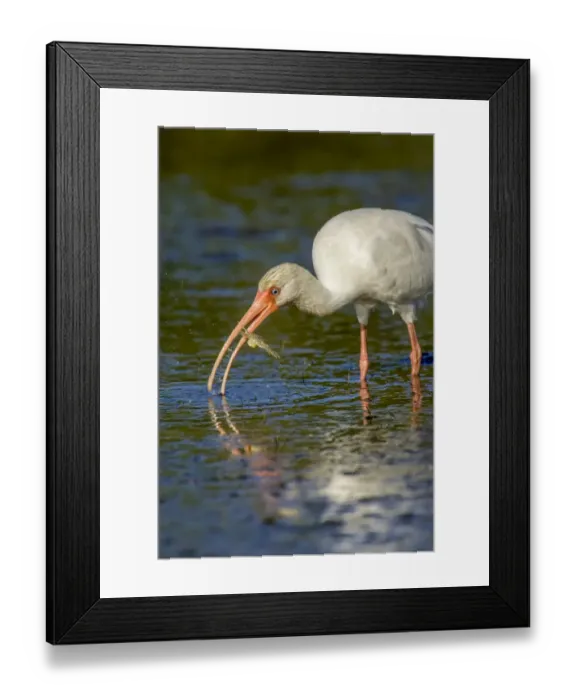 Framed Print : Little Estero Lagoon, Fort Myers Beach, Florida, USA. White Ibis eating a female, egg-bearing