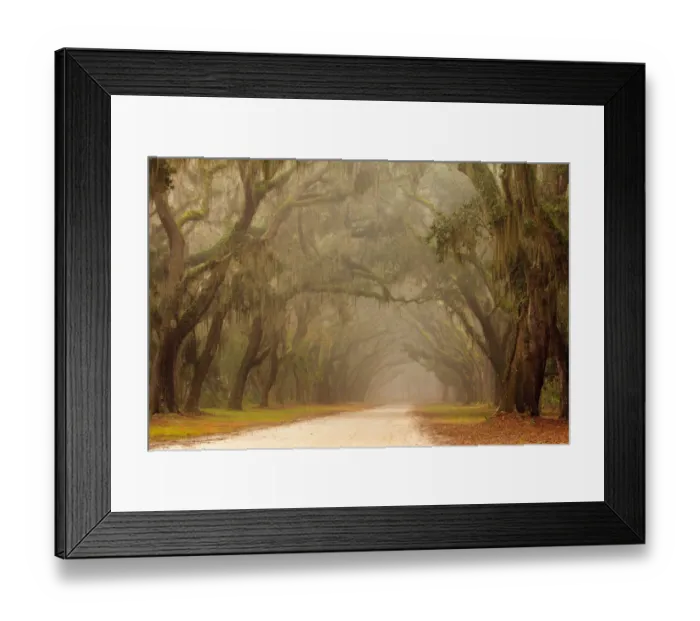Framed Print : USA, Georgia, Savannah. Wormsloe Plantation Drive in the early morning fog Framed Print : USA, Georgia, Savannah. Wormsloe Plantation Drive in the early morning fog