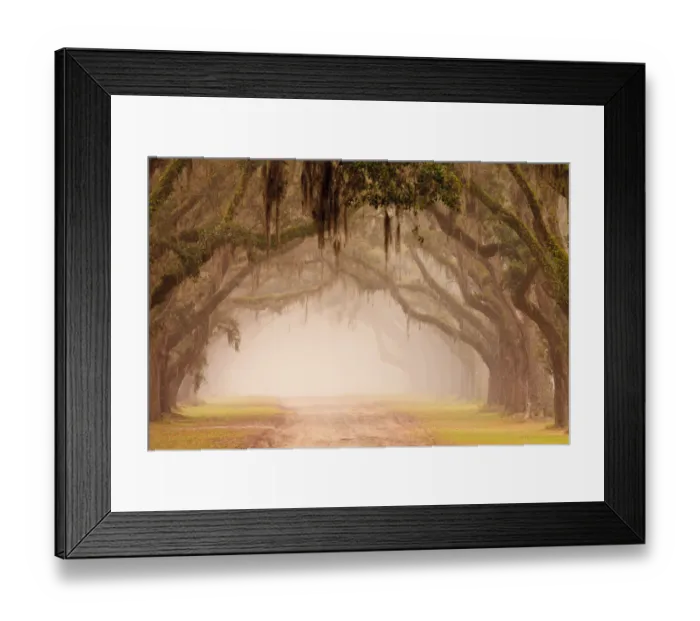 Framed Print : USA, Georgia, Savannah. Wormsloe Plantation Drive in the early morning fog Framed Print : USA, Georgia, Savannah. Wormsloe Plantation Drive in the early morning fog