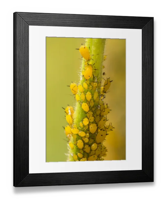 Framed Print : USA, Colorado, Jefferson County. Aphids on milkweed plant Framed Print : USA, Colorado, Jefferson County. Aphids on milkweed plant
