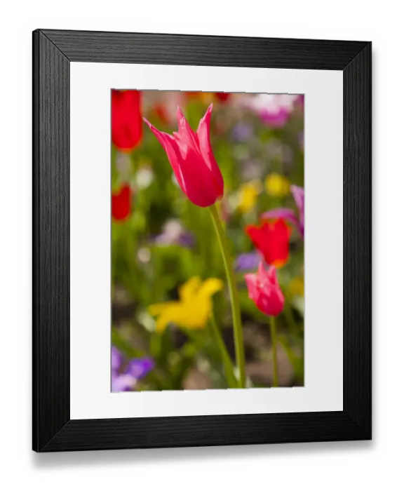 Framed Print : Spring flowers on Pearl Street, Boulder, Colorado, USA Framed Print : Spring flowers on Pearl Street, Boulder, Colorado, USA