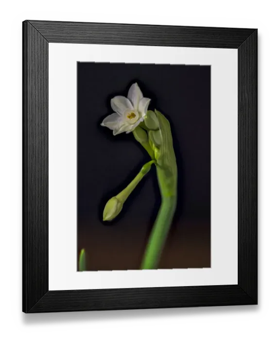 Framed Print : USA, Colorado, Fort Collins. Paperwhite flower plant close-up Framed Print : USA, Colorado, Fort Collins. Paperwhite flower plant close-up