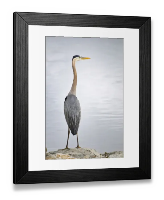 Framed Print : USA, Colorado. Great blue heron