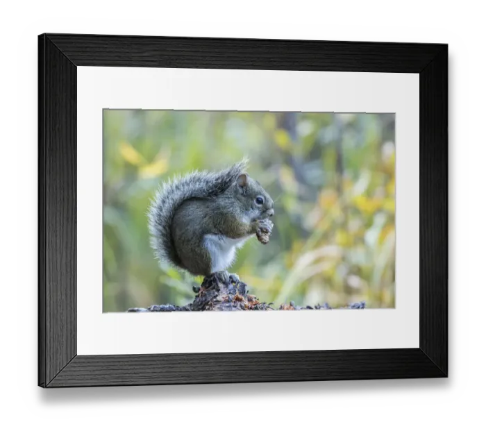 Framed Print : USA, Colorado, Indian Peaks Wilderness. Red squirrel eating pine cone Framed Print : USA, Colorado, Indian Peaks Wilderness. Red squirrel eating pine cone