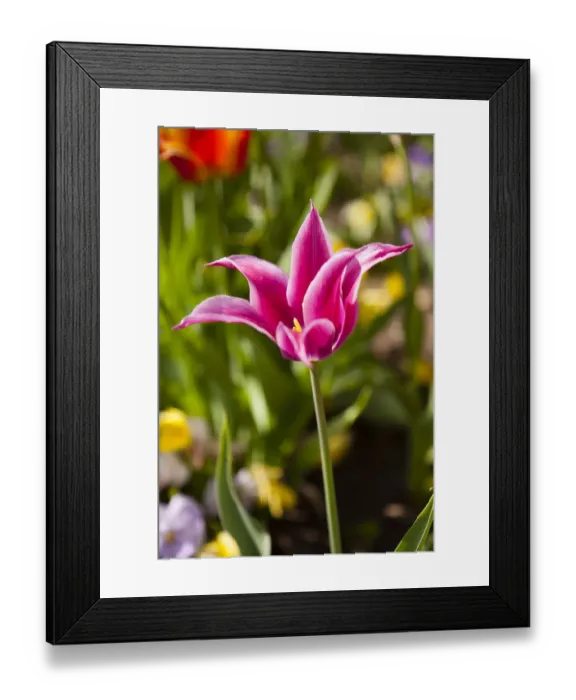 Framed Print : Spring flowers on Pearl Street, Boulder, Colorado, USA