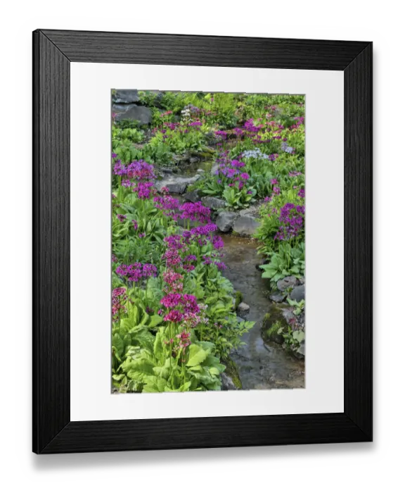 Framed Print : Marsh primrose along small stream. Winterthur Gardens, New Castle County, Delaware Framed Print : Marsh primrose along small stream. Winterthur Gardens, New Castle County, Delaware