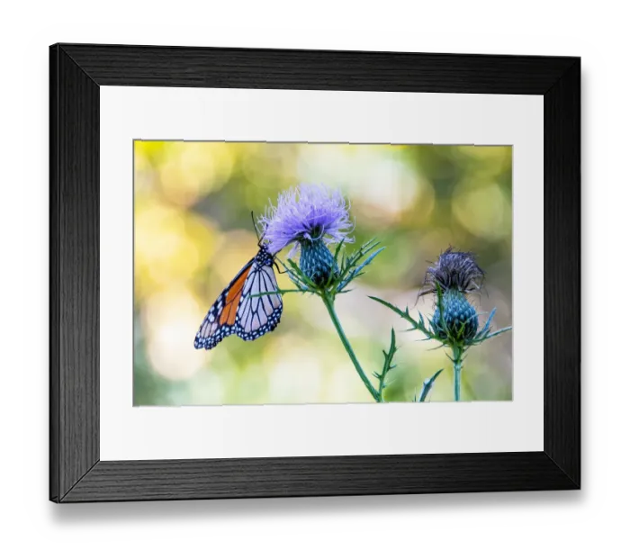 Framed Print : USA, Colorado. Butterfly Framed Print : USA, Colorado. Butterfly
