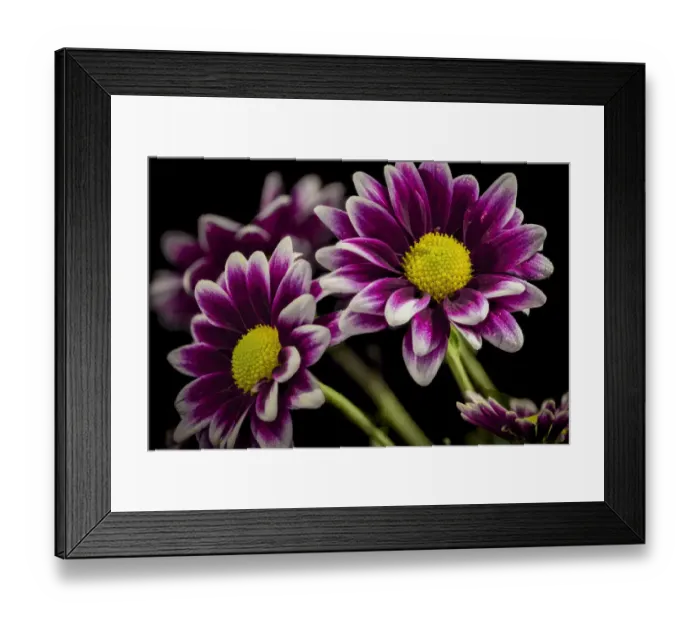 Framed Print : USA, Colorado, Fort Collins. Orinoco daisies close-up Framed Print : USA, Colorado, Fort Collins. Orinoco daisies close-up