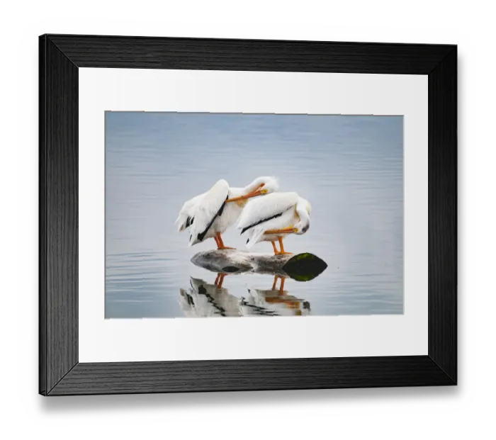 Framed Print : USA, Colorado. Pair of white pelicans Framed Print : USA, Colorado. Pair of white pelicans