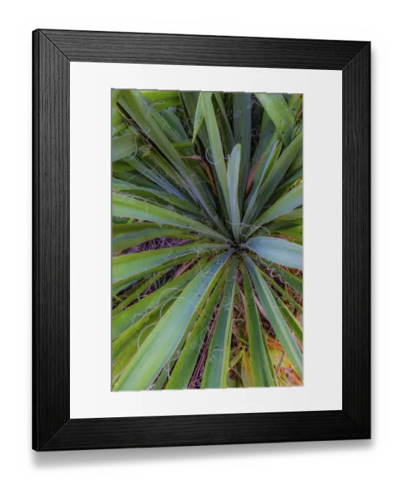 Framed Print : Close-up of yucca plant leaves Framed Print : Close-up of yucca plant leaves