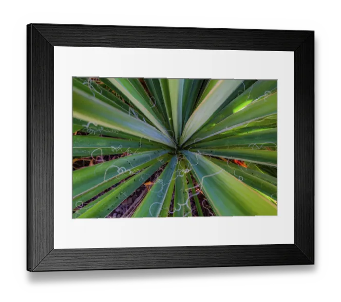Framed Print : Close-up of yucca plant leaves Framed Print : Close-up of yucca plant leaves