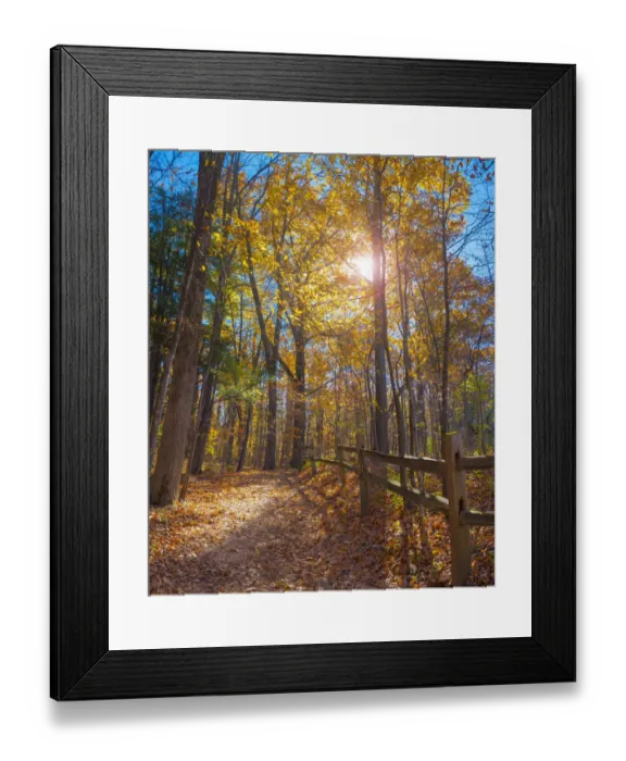 Framed Print : Sun shining through colorful Fall foliage Framed Print : Sun shining through colorful Fall foliage
