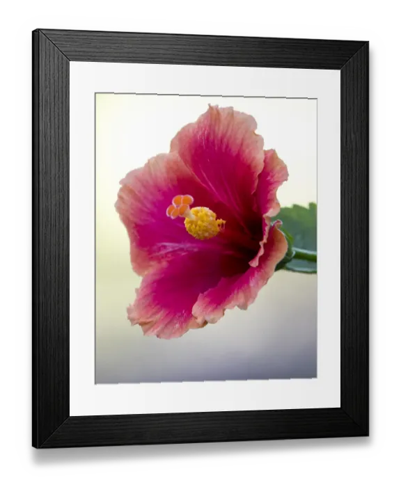 Framed Print : Tropical hibiscus flower, Maui, Hawaii