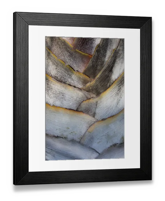 Framed Print : Fan detail of travelers palm tree, Maui, Hawaii