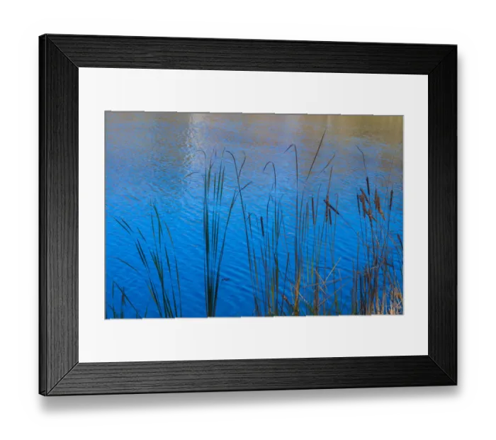Framed Print : Cattails at edge of lake Framed Print : Cattails at edge of lake