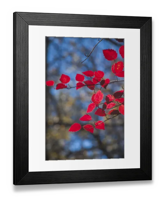 Framed Print : Red leaves on tree branch against blue sky Framed Print : Red leaves on tree branch against blue sky