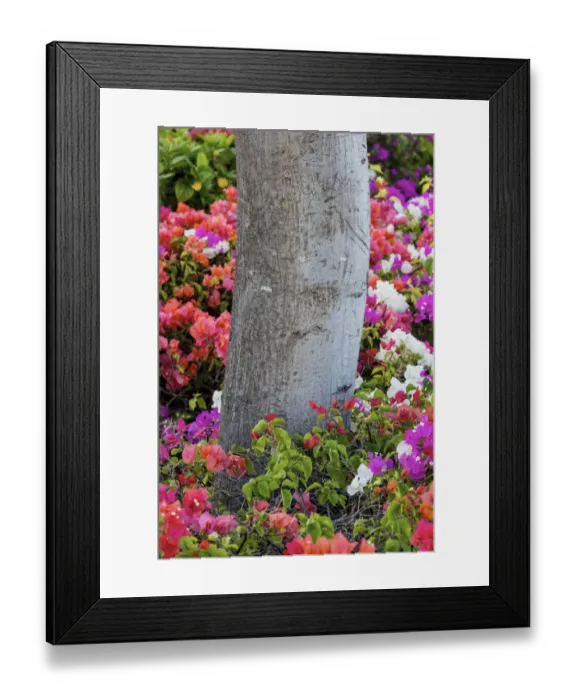 Framed Print : Bougainvillea flowering, Kihei, Maui, Hawaii Framed Print : Bougainvillea flowering, Kihei, Maui, Hawaii