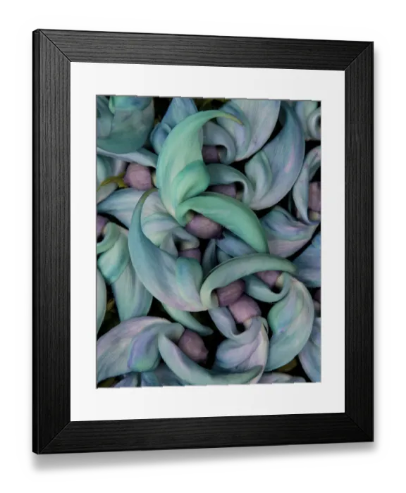 Framed Print : Grouping flowers of the Jade Vine, Maui, Hawaii