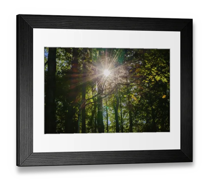 Framed Print : Sunshine through trees