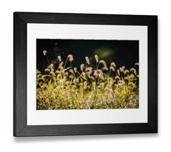 Framed Print : Backlit grass seedhead Framed Print : Backlit grass seedhead