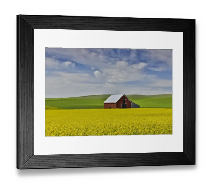 Framed Print : Red barn in canola field with dramatic sky just north of Moscow, Idaho