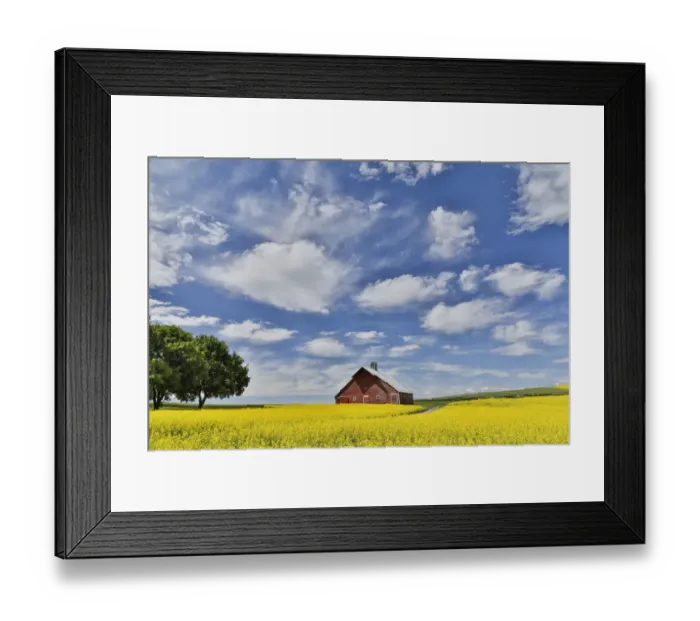 Framed Print : Red barn in canola field near Genesee, Idaho Framed Print : Red barn in canola field near Genesee, Idaho