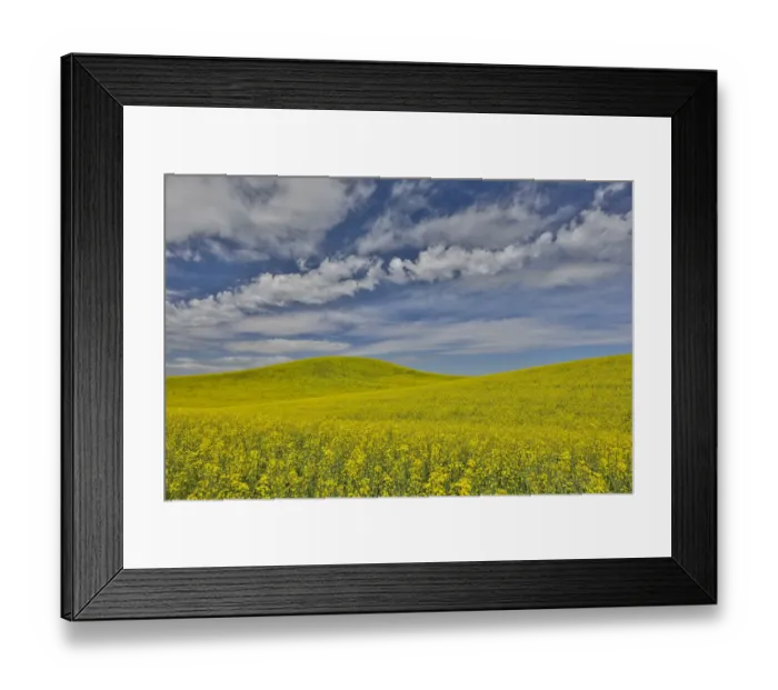Framed Print : Large field of canola on Washington-Idaho border near Estes, Idaho Framed Print : Large field of canola on Washington-Idaho border near Estes, Idaho