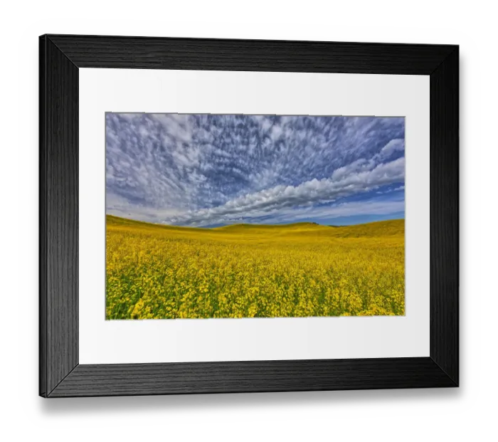 Framed Print : Large field of canola on border of Washington-Idaho Framed Print : Large field of canola on border of Washington-Idaho