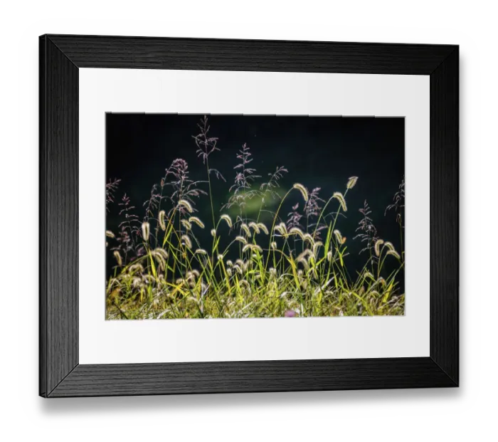 Framed Print : Backlit grass seedhead Framed Print : Backlit grass seedhead