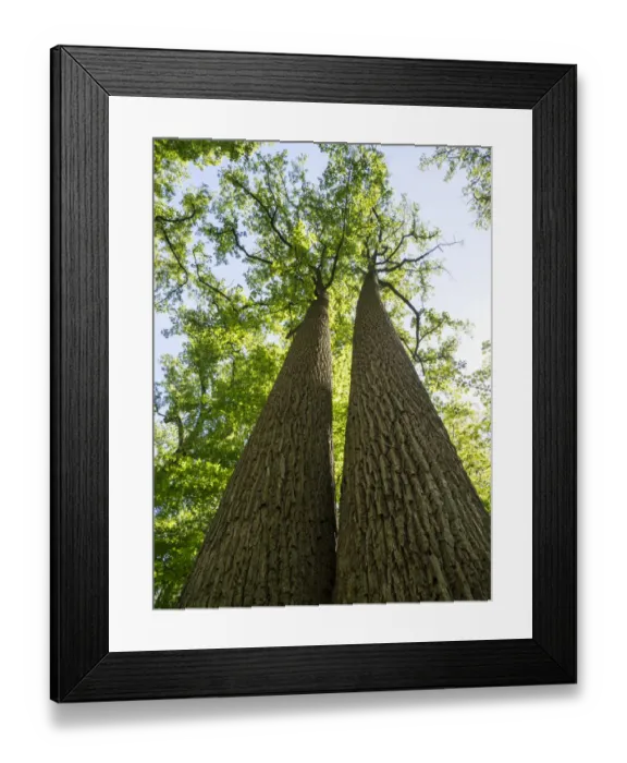 Framed Print : USA, Delaware. Looking up at old growth trees in a park