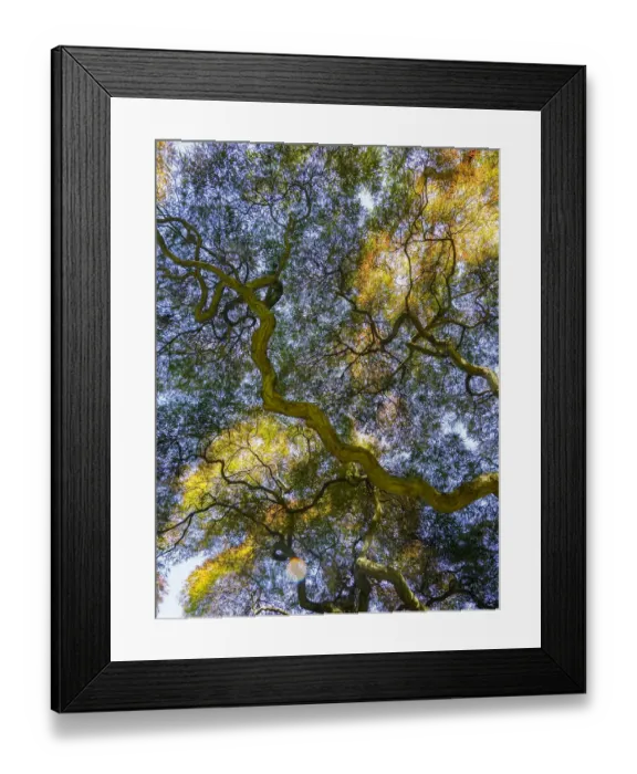 Framed Print : USA, Delaware. Looking up at the sky through a Japanese maple Framed Print : USA, Delaware. Looking up at the sky through a Japanese maple