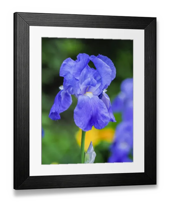 Framed Print : USA, Delaware. Close-up of a blue bearded iris Framed Print : USA, Delaware. Close-up of a blue bearded iris