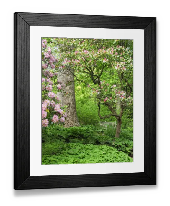 Framed Print : USA, Delaware. Rhododendrons and trees in a park setting