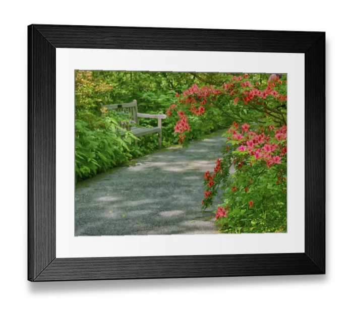 Framed Print : USA, Delaware. Walkway in a garden with azaleas and a park bench Framed Print : USA, Delaware. Walkway in a garden with azaleas and a park bench