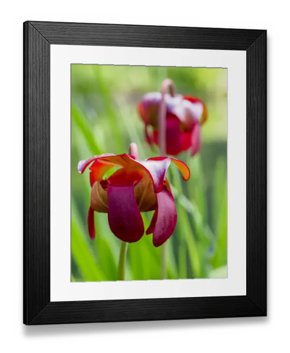 Framed Print : USA, Delaware. The red flower of the pitcher plant (sarracenia rubra), a carnivorous plant