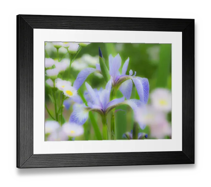 Framed Print : USA, Delaware. Iris and wildflowers