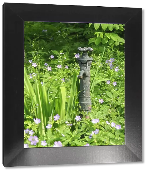 USA, Delaware. An antique water hose attachment surrounded by wildflowers