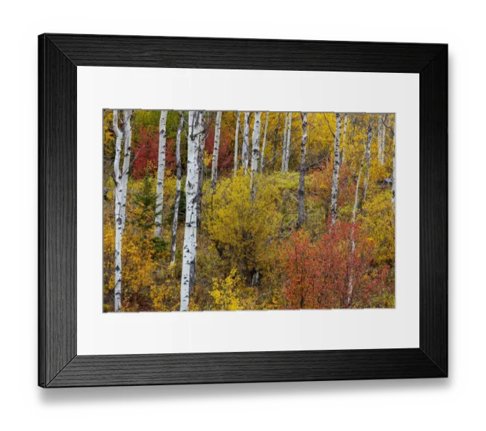 Framed Print : Aspen grove in peak fall colors in Glacier National Park, Montana, USA