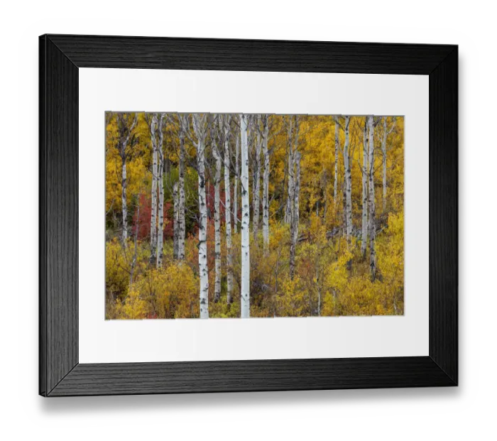 Framed Print : Aspen grove in peak fall colors in Glacier National Park, Montana, USA Framed Print : Aspen grove in peak fall colors in Glacier National Park, Montana, USA