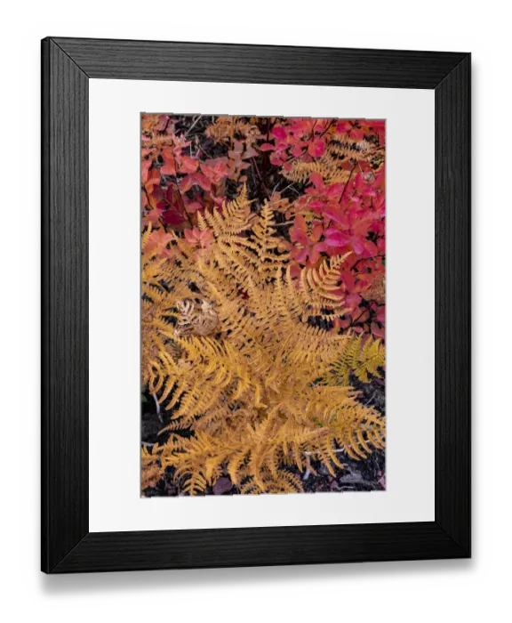Framed Print : Autumn ferns and ground cover in burn area above St. Mary Lake in Glacier National Park Framed Print : Autumn ferns and ground cover in burn area above St. Mary Lake in Glacier National Park
