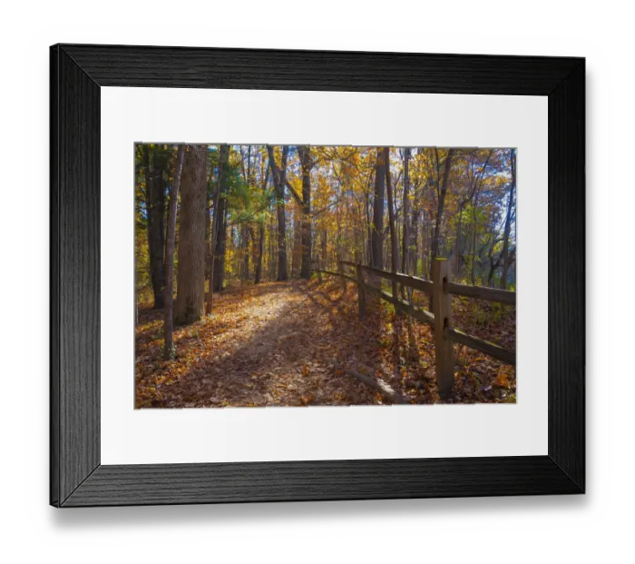 Framed Print : Sun shining through colorful Fall foliage Framed Print : Sun shining through colorful Fall foliage